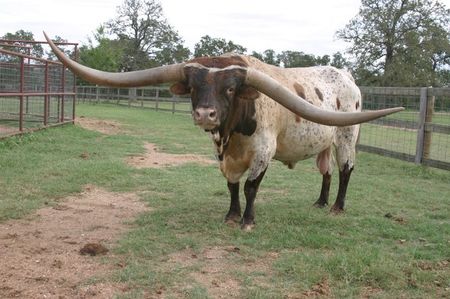 Rasa Texas Longhorn-2