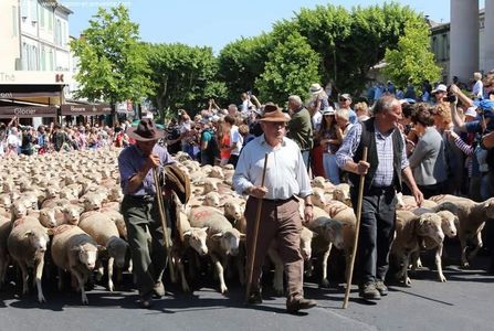 Transhumanta in Saint-Remy Franta