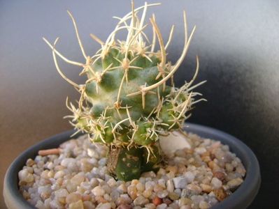 Pediocactus peeblesianus ssp. fickeisenii