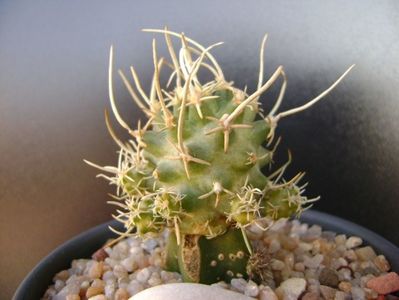 Pediocactus peeblesianus ssp. fickeisenii