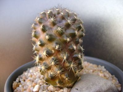 Copiapoa humilis ssp. tenuissima