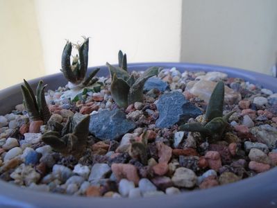 Grup de 7 Ariocarpus; Ario. agavoides v. sanluisensis (altoit)     
Ario. trigonus Olmo
Ario. pectinatus
Ario. retusus v. minimus
Ario. trigonus Horaceki
Ario. fissuratus
Ario. bravoanus
