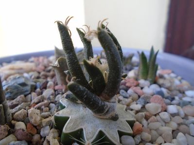 Ariocarpus agavoides v. sanluisensis (altoit)