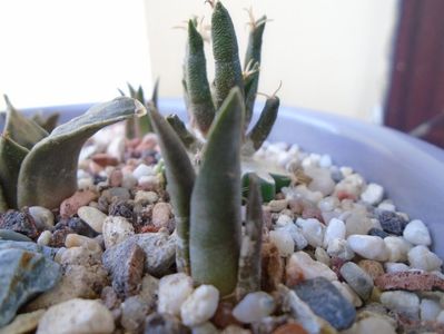 Ariocarpus retusus v. minimus