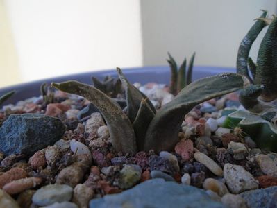 Ariocarpus trigonus Olmo