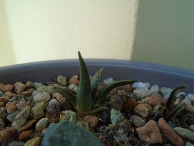 Ariocarpus trigonus Horaceki