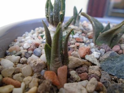 Ariocarpus pectinatus