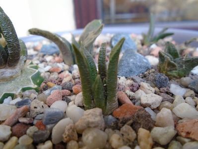 Ariocarpus pectinatus