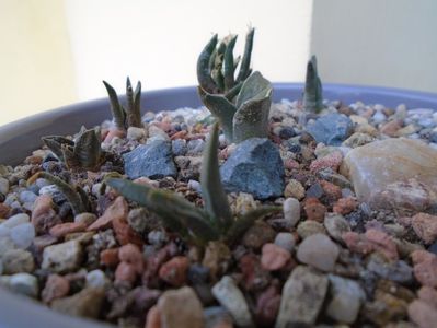 Ariocarpus trigonus Horaceki