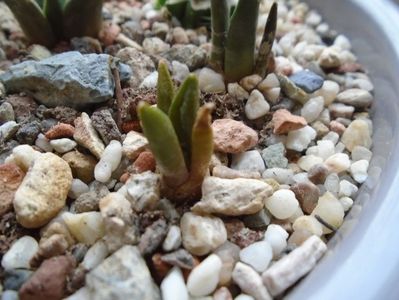 Ariocarpus bravoanus