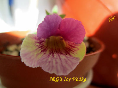 SRG s Icy Vodka(4-03-2019)1