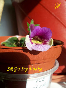 SRG s Icy Vodka(4-03-2019)