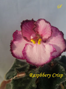 Raspberry Crisp(7-03-2019)