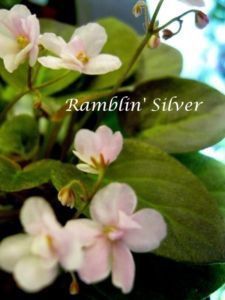 Ramblin Silver