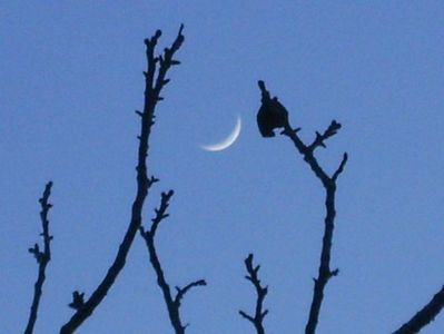 Luna in crestere in Taur; 10 mart. 2019
