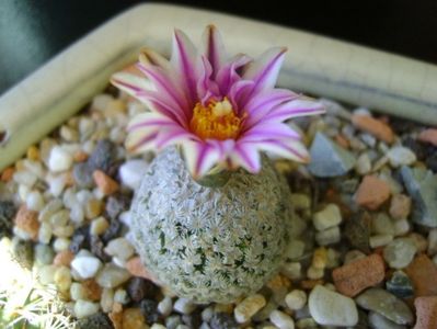 Turbinicarpus valdezianus, MM 96 Tecolotes, Zac.