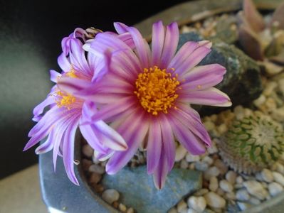 Turbinicarpus pseudopectinatus