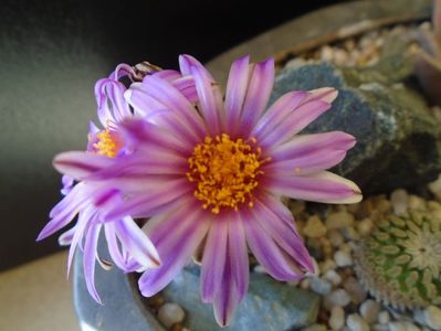 Turbinicarpus pseudopectinatus