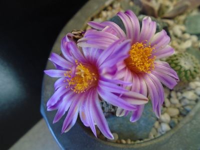 Turbinicarpus pseudopectinatus