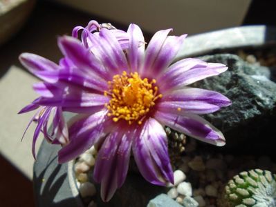 Turbinicarpus pseudopectinatus