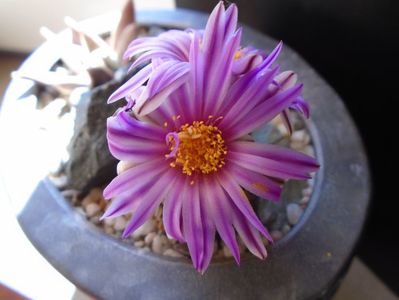 Turbinicarpus pseudopectinatus