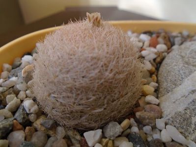 Mammillaria lasiacantha FR 758