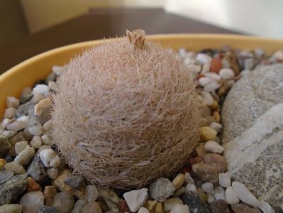 Mammillaria lasiacantha FR 758