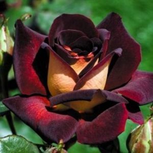 trandafir-teahibrid-eddy-mitchell