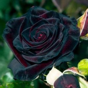 trandafir-teahibrid-black-baccara3