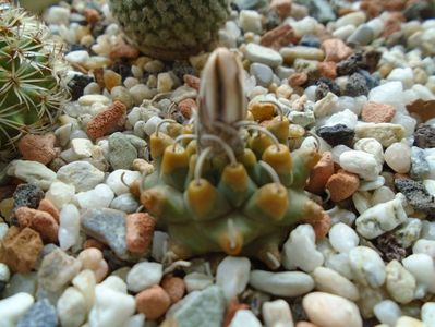 Turbinicarpus panarottoi