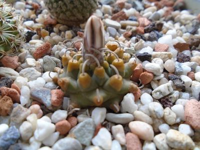 Turbinicarpus panarottoi