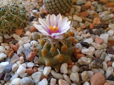 Turbinicarpus panarottoi