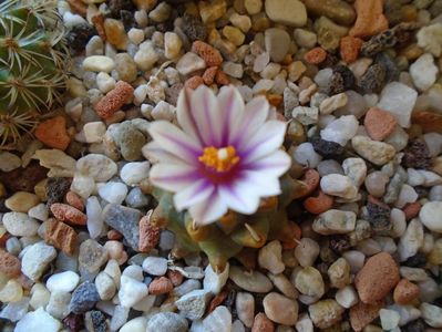 Turbinicarpus panarottoi