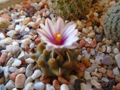 Turbinicarpus panarottoi