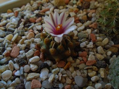 Turbinicarpus panarottoi