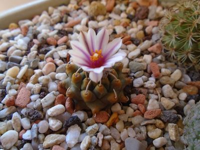 Turbinicarpus panarottoi