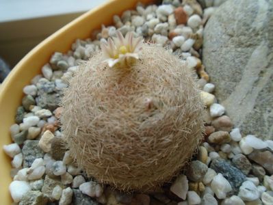 Mammillaria lasiacantha FR 758