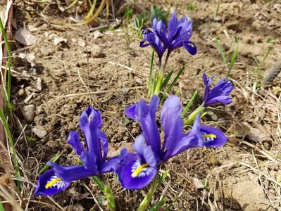 Irisi reticulata Harmony