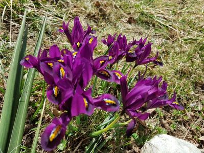 Irisi reticulata DIJT
