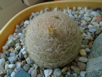 Mammillaria lasiacantha FR 758