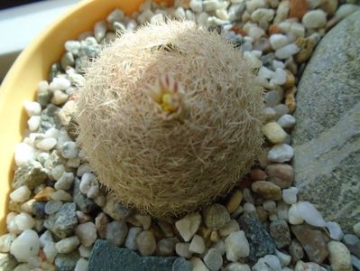 Mammillaria lasiacantha FR 758