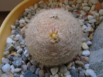 Mammillaria lasiacantha FR 758