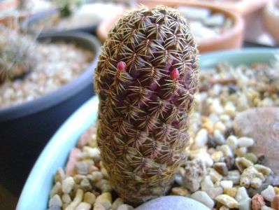 Sulcorebutia mojocoyensis (Gemmae)