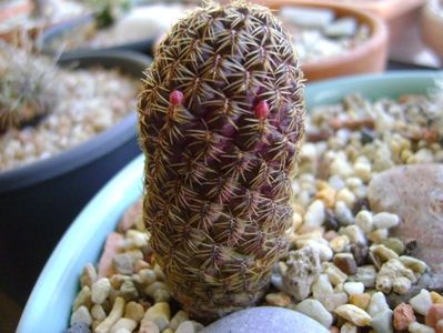 Sulcorebutia mojocoyensis (Gemmae)