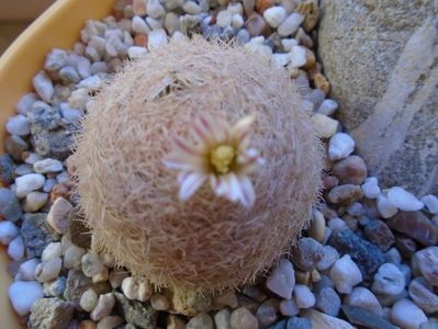 Mammillaria lasiacantha FR 758