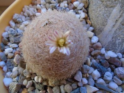 Mammillaria lasiacantha FR 758