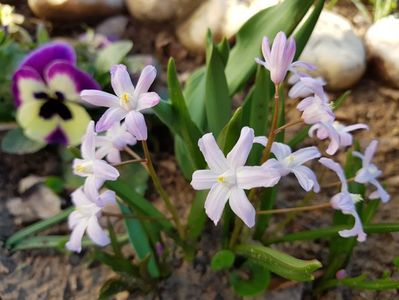 Scilla Pink Giant