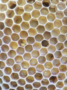 Celule cu polen