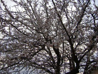 Echinocţiul de primăvară - Cais inflorit; 20 mart. 2019
