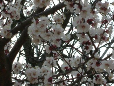 Echinocţiul de primăvară - Cais inflorit; 20 mart. 2019
